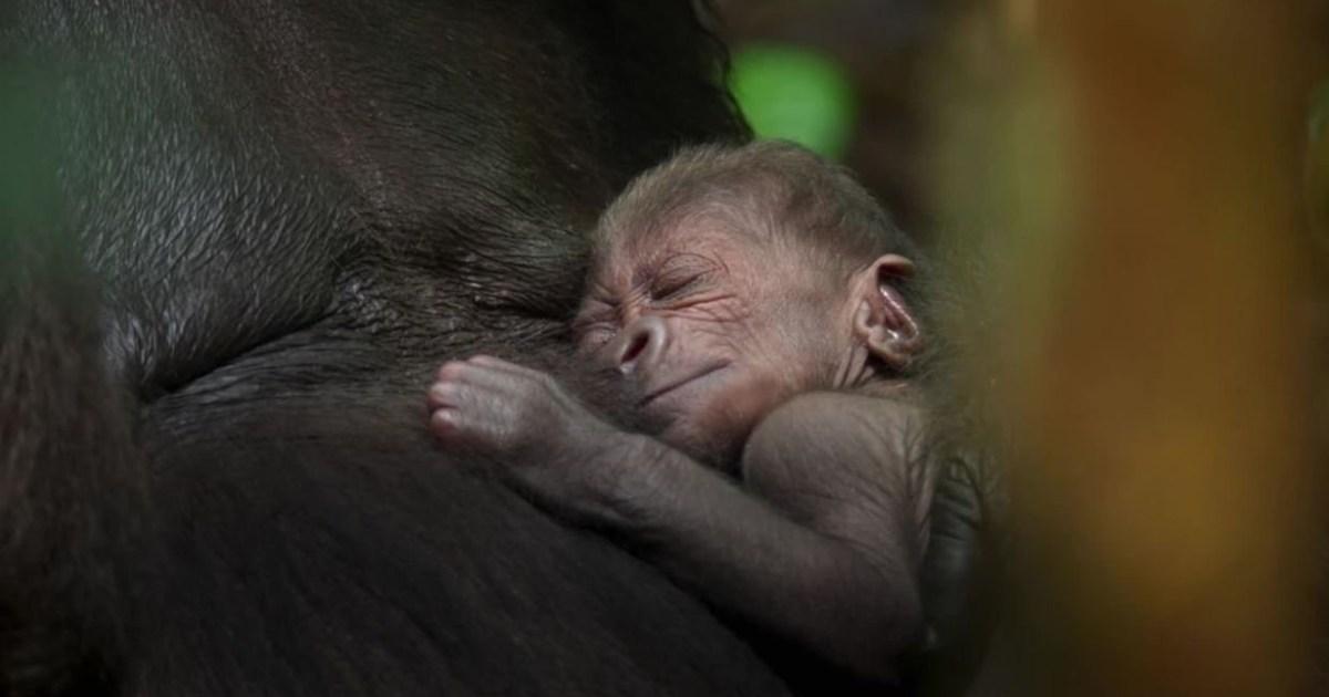 Prepare to cry over newborn gorilla in David Attenborough's new BBC series