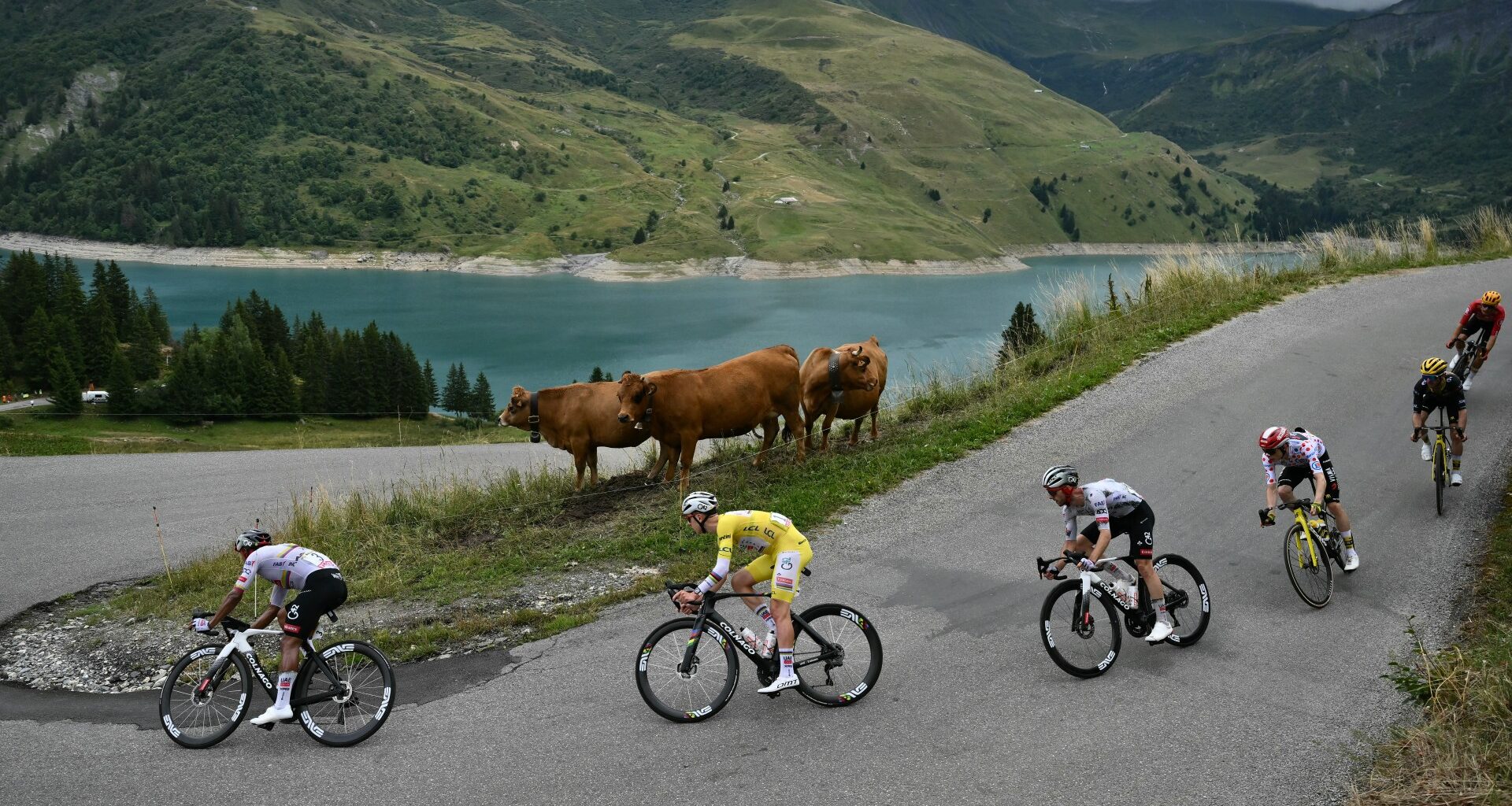 Tour de France forced into last-minute change to avoid herd of diseased cows