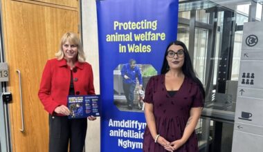 Wales leads UK for concern over animal welfare, says RSPCA
