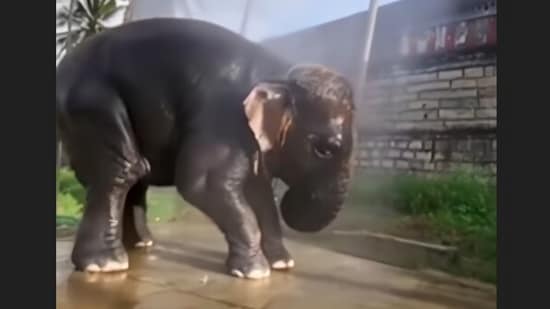 The baby elephant's cautious pause near a frog went viral, showing its sweet nature.(Instagram/rajamannai_memories)