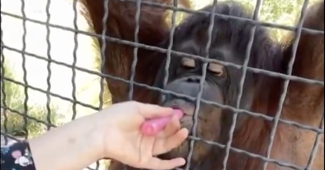 Moron boxer lets endangered orangutan take hits from her vape, outraged fans demand ‘Throw her in prison!’