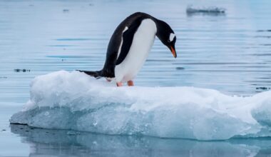 Antarctica's Ocean Is Mysteriously Getting Saltier, Spelling End to Sea Ice : ScienceAlert