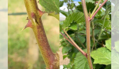 Scientists Uncover Genetic Mystery Behind Blackberry Thorns