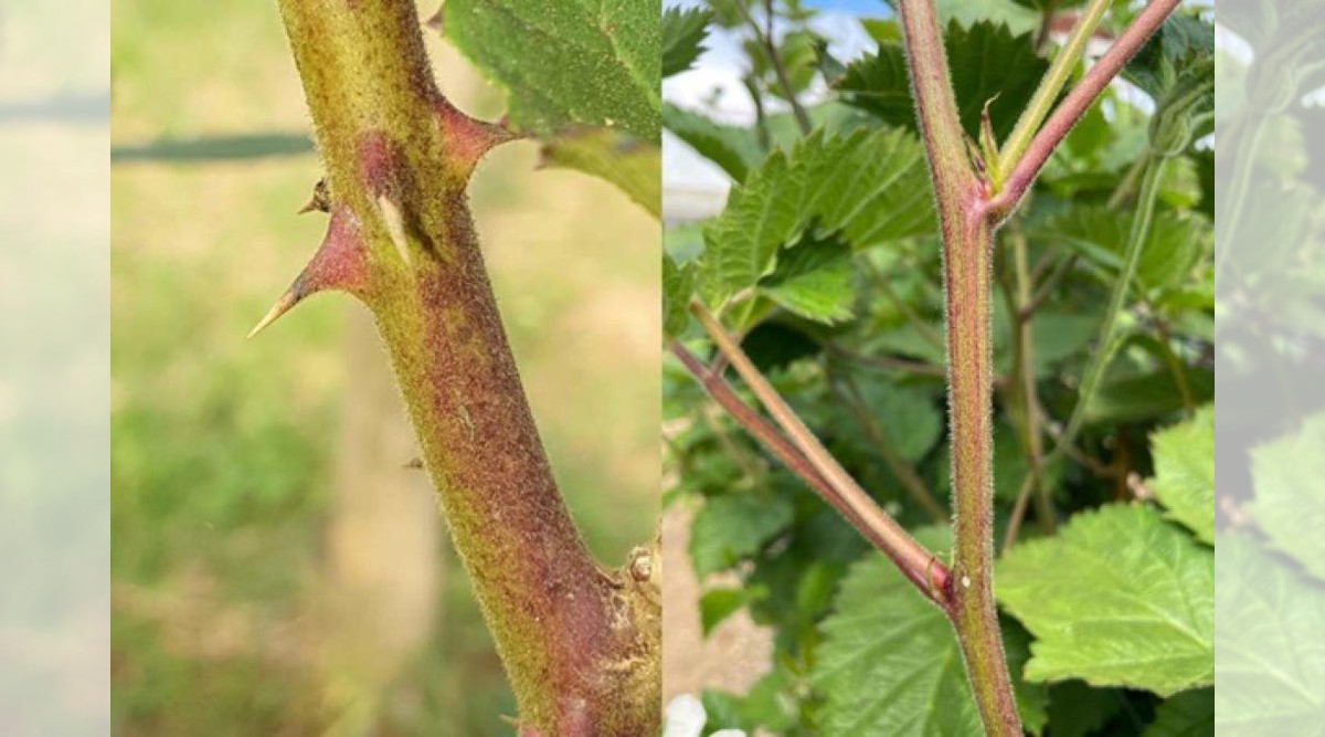 Scientists Uncover Genetic Mystery Behind Blackberry Thorns