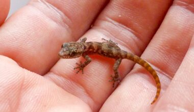 A Tiny Gecko Species Once Thought Extinct Just Made a Comeback in the Galápagos