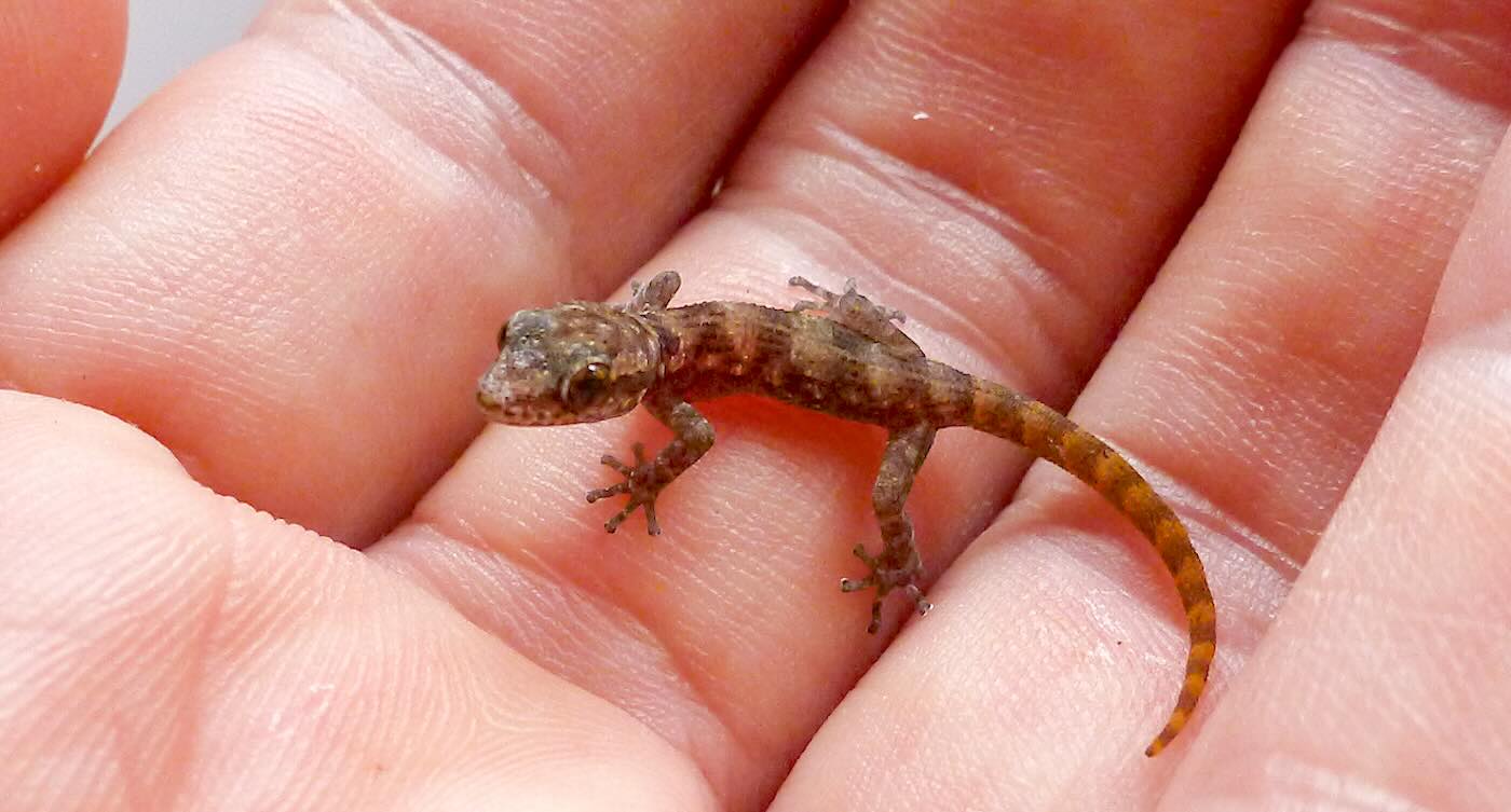 A Tiny Gecko Species Once Thought Extinct Just Made a Comeback in the Galápagos