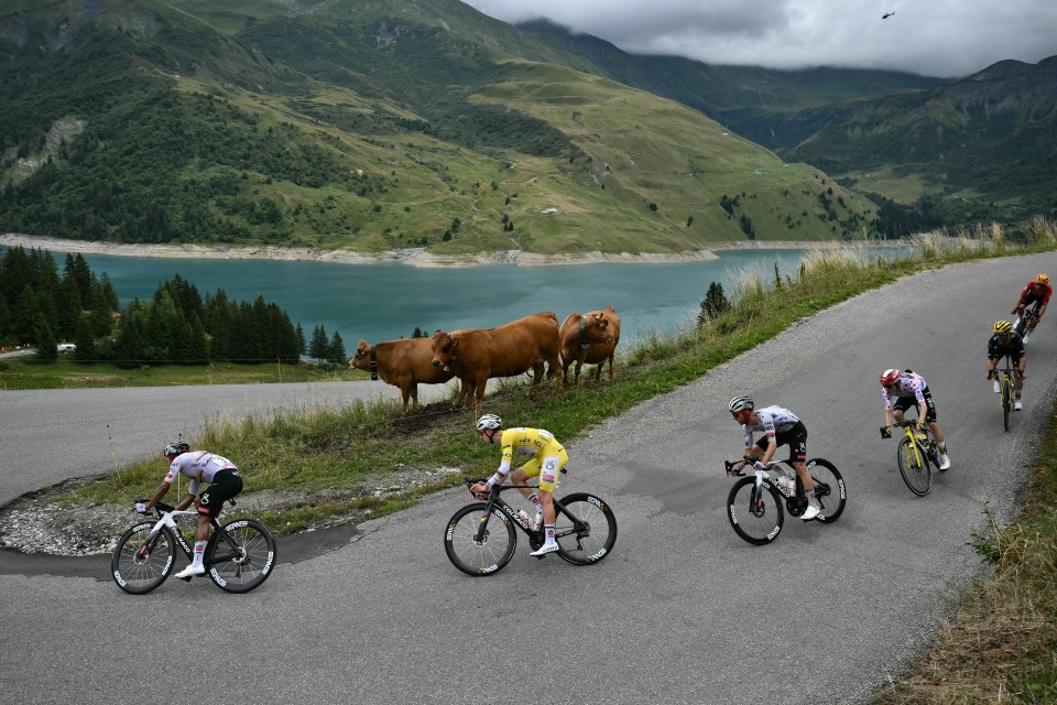 (From L) UAE Team Emirates - XRG team's Ecuadorian rider Jhonatan Narvaez, UAE Team Emirates - XRG team's Slovenian rider Tadej Pogacar wearing the overall leader's yellow jersey, UAE Team Emirates - XRG team's British rider Adam Yates and Team Visma - Lease a bike team's Danish rider Jonas Vingegaard wearing the best climber's polka dot (dotted) jersey cycle past cows along the race route, in the descent of Col du Pre during the 19th stage of the 112th edition of the Tour de France cycling race, 93.1 km between Albertville and La Plagne, in the French Alps, on July 25, 2025. The 19th stage of the Tour de France was shorted from its initial 129.9 km route, bypassing the Col des Saisies where an outbreak of nodular dermatitis in a herd of cattle was discovered, prompting organizers to modify the race route. (Photo by Marco BERTORELLO / AFP) (Photo by MARCO BERTORELLO/AFP via Getty Images)