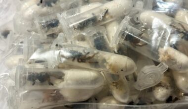 German customs officials find tarantulas hidden in spongecake boxes – The Irish News