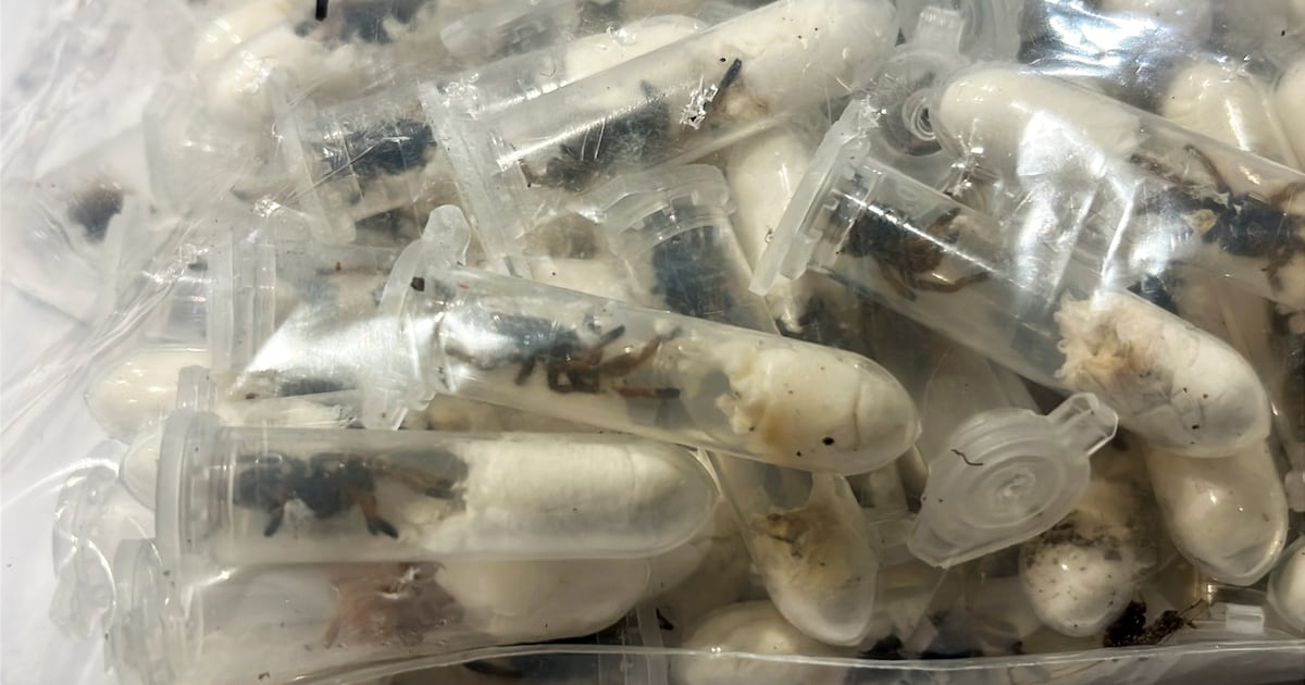 German customs officials find tarantulas hidden in spongecake boxes – The Irish News