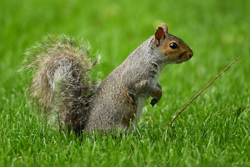 There has been a decline or even complete disappearance of the grey squirrel in some parts of Ireland. Photograph: Ross Kinnaird/Getty Images