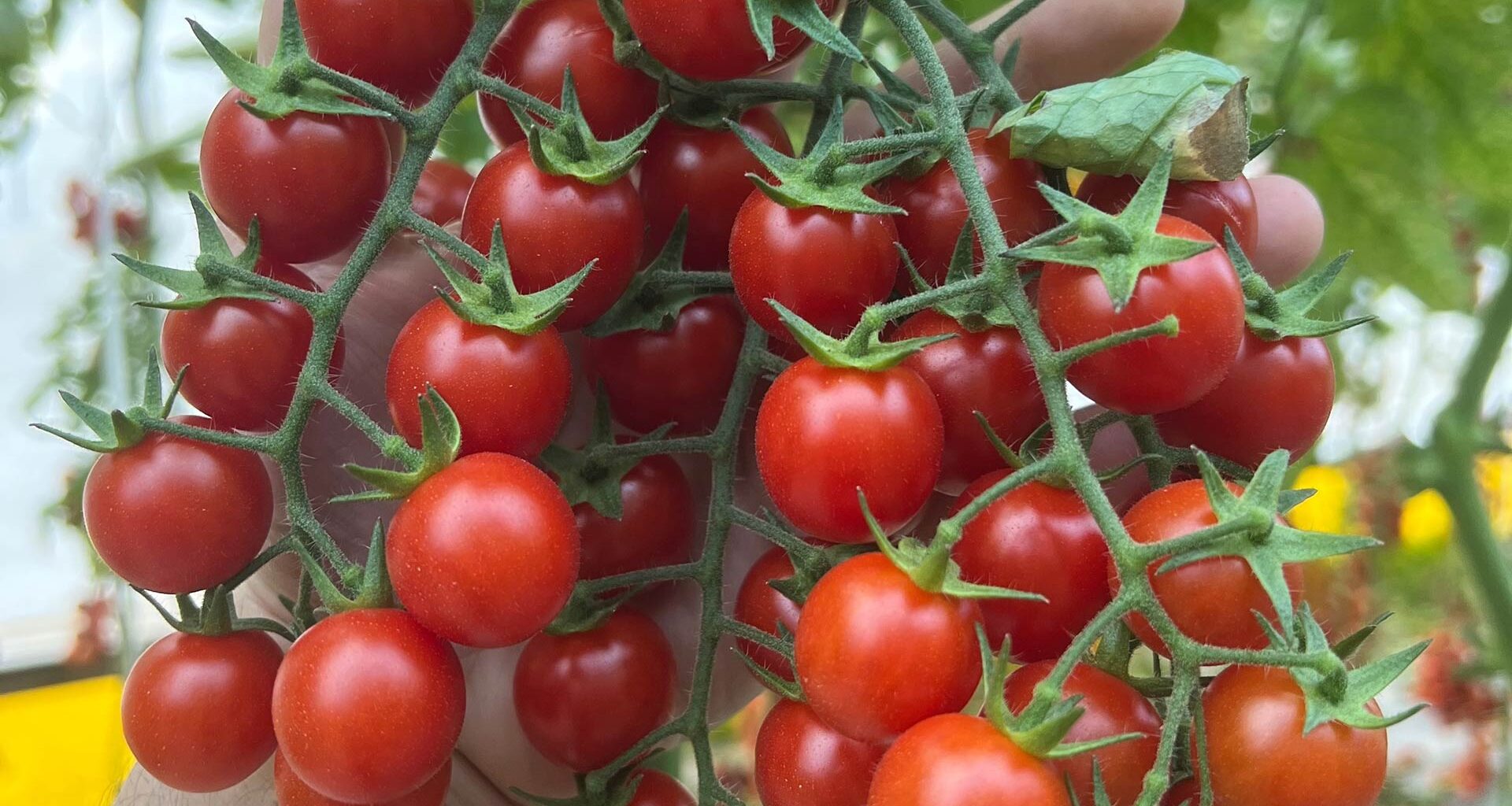 A close-up of a hand holding several clusters of ripe red cherry tomatoes still attached to green stems, with leafy green foliage in the background.