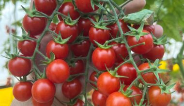 A close-up of a hand holding several clusters of ripe red cherry tomatoes still attached to green stems, with leafy green foliage in the background.