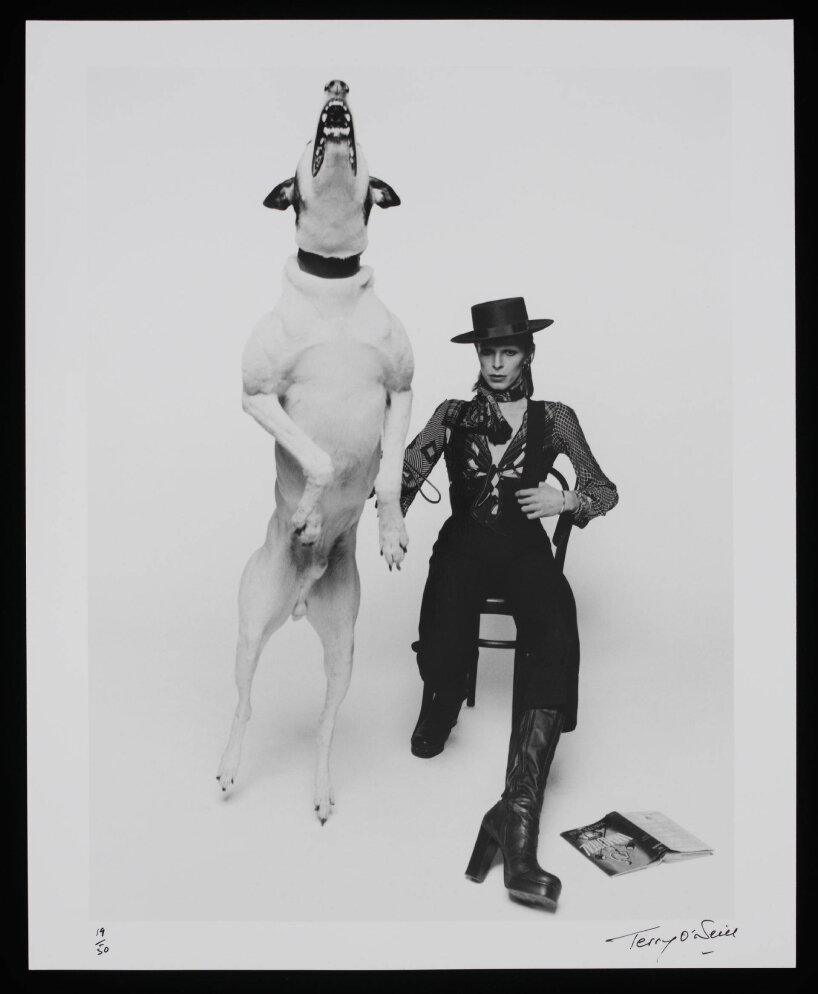 photograph of David Bowie, Terry O’Neill, 1974, England. Museum no. E.315-2011. © Victoria and Albert Museum, London