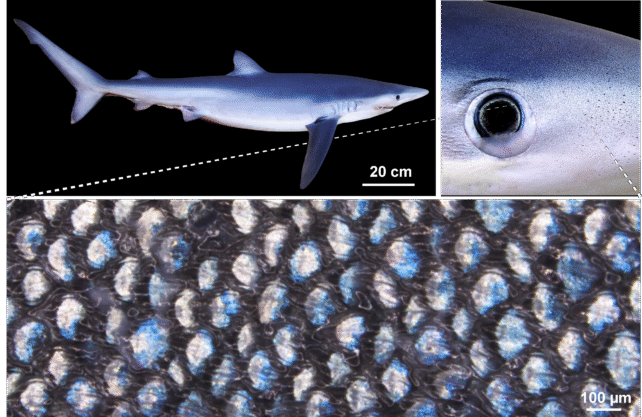 Blue Sharks' Strange Skin Could Let Them Change Colors Like Chameleons