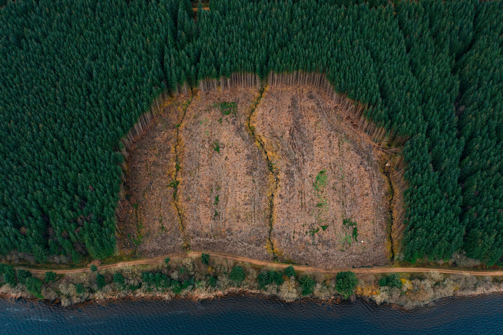 Large chunk of deforested land, surrounded by forest