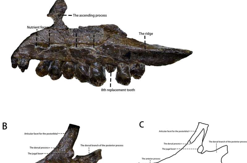 A new dinosaur species discovered in China didn't roar, it chirped like a bird