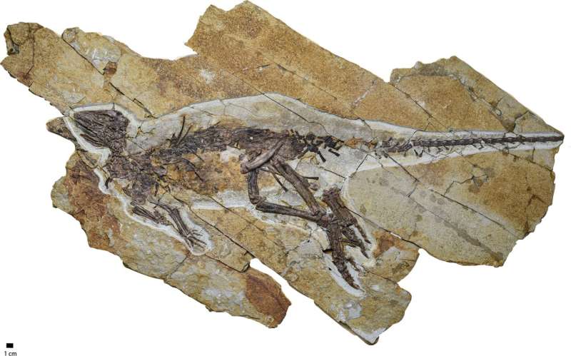 A new dinosaur species discovered in China didn't roar, it chirped like a bird