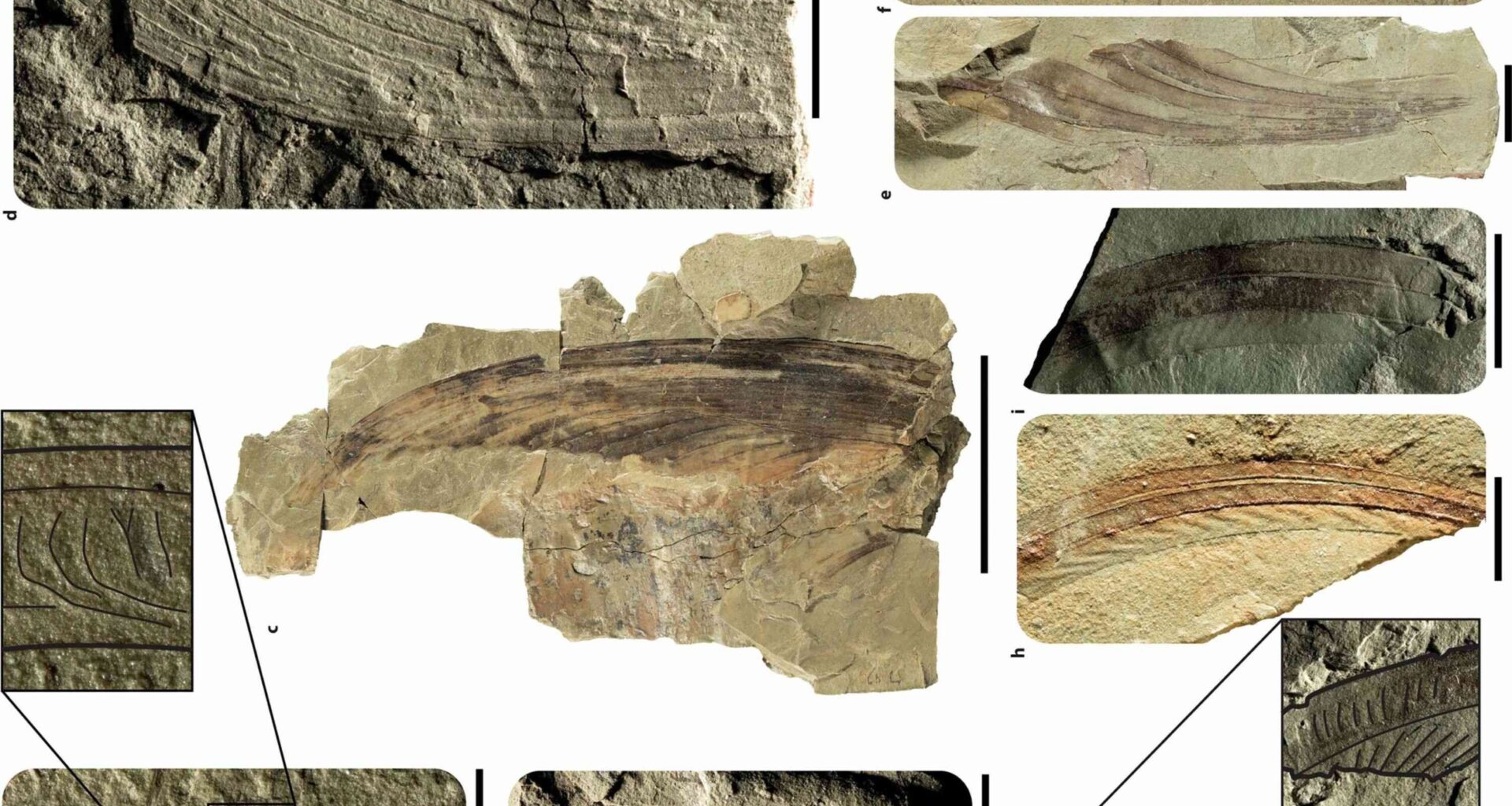 A newly discovered prehistoric monkey lizard fossil with a sail-like crest