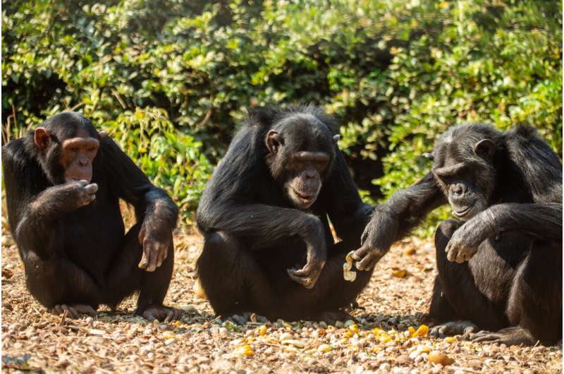 A pointless fashion trend? Chimpanzees wear blades of grass in their ears and rears