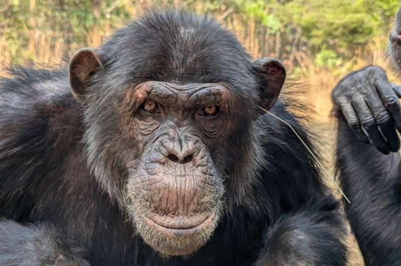 A pointless fashion trend? Chimpanzees wear blades of grass in their ears and rears