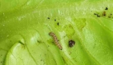 A tropical parasite spreads from Switzerland to Germany