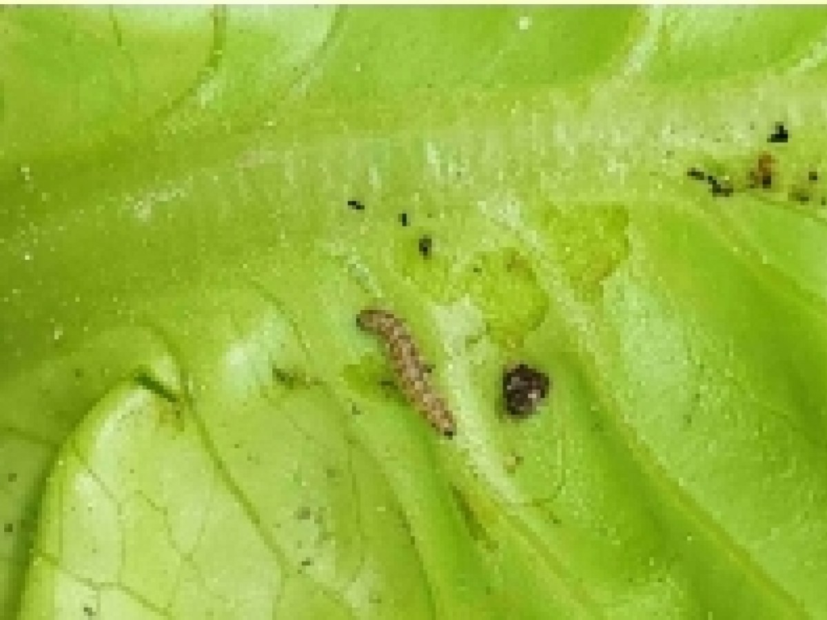A tropical parasite spreads from Switzerland to Germany