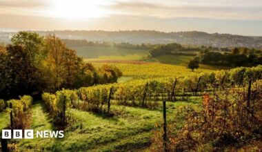 An aerial view of some of the vineyards at Denbies Wine Estate at Dorking