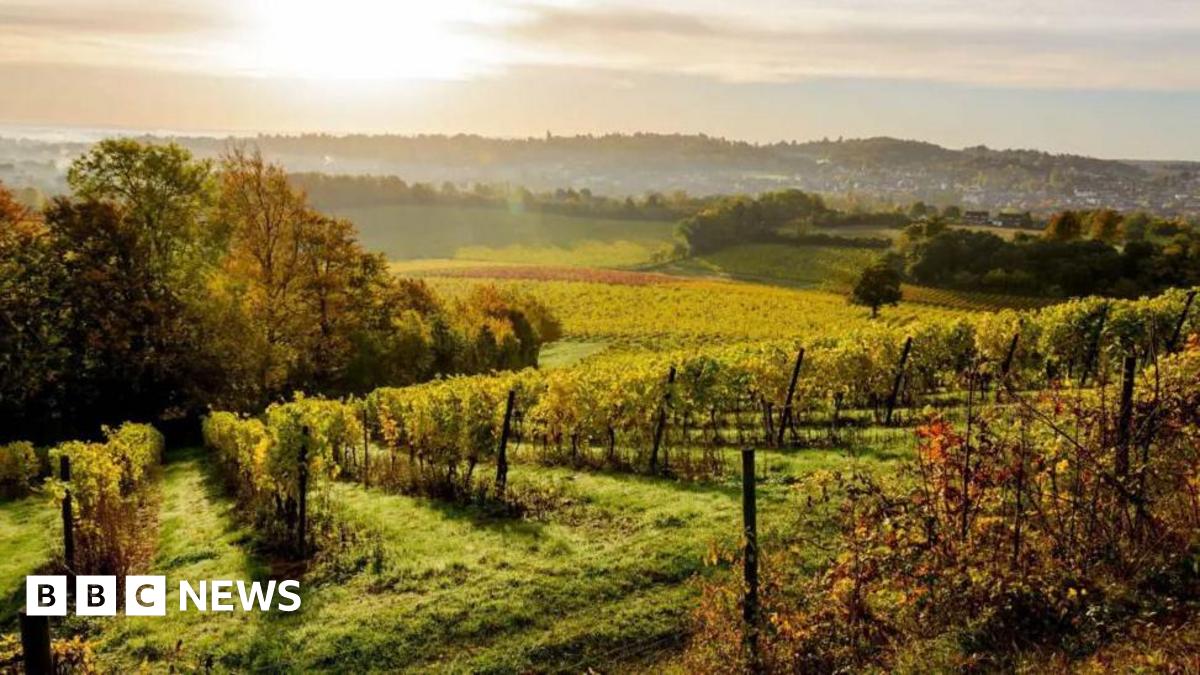 An aerial view of some of the vineyards at Denbies Wine Estate at Dorking