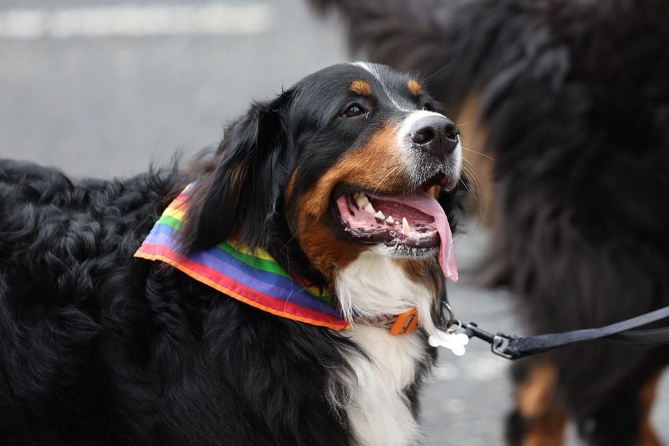 Belfast Pride Parade on the 25th July 2025 (Photo by Luke Jervis)