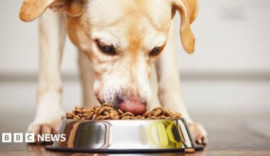 The image shows a brown labrador in profile being offered a treat by a person whose face is out of shot. The person's hands can be seen offering the treat, while the labrador holds up its paw and stares at the snack.