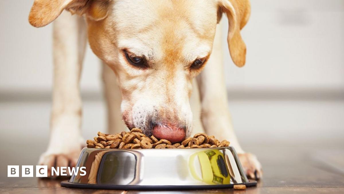 The image shows a brown labrador in profile being offered a treat by a person whose face is out of shot. The person's hands can be seen offering the treat, while the labrador holds up its paw and stares at the snack.