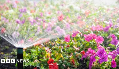 An automatic sprinkler watering a bed of flowers in bright sunshine.