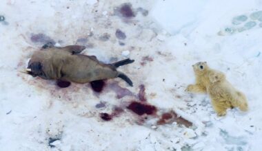 Sleeping bears and diving whales: The world looks beautiful from the top - Firstpost
