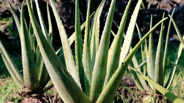 Aloe vera plant