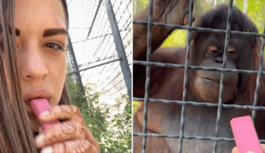 Russian boxer sparks anger after giving orangutan her vape to puff