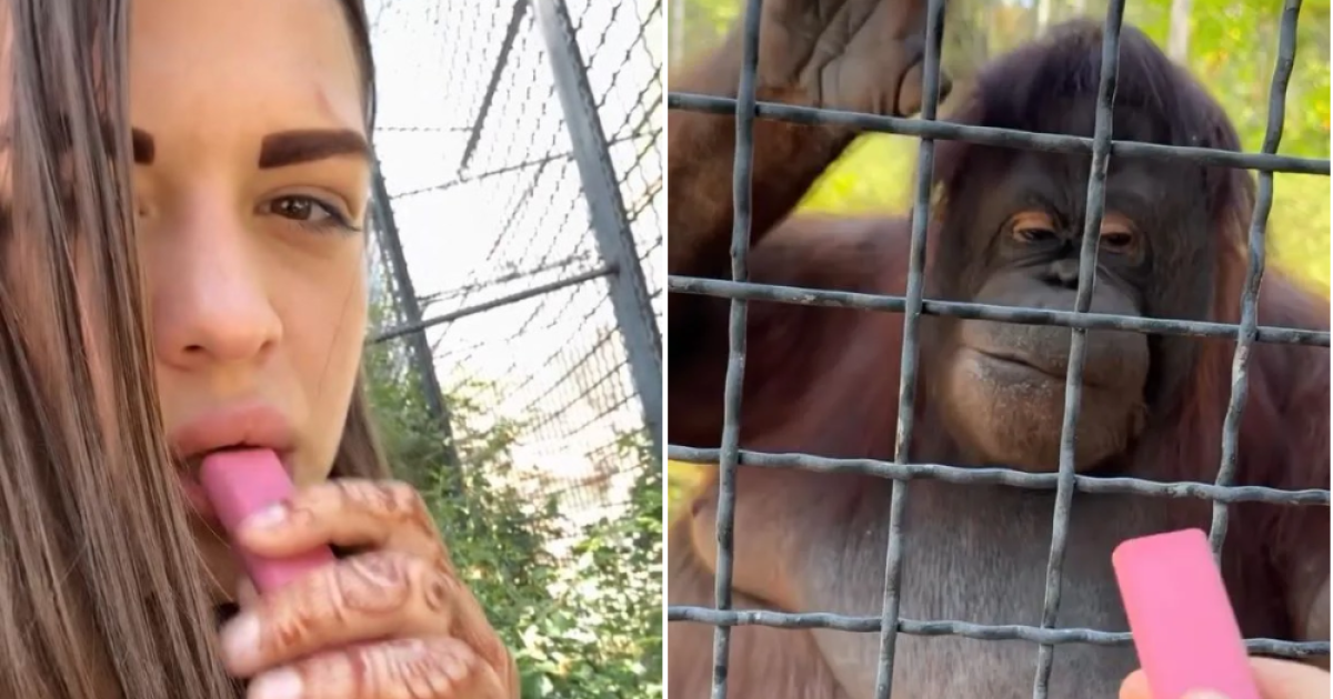 Russian boxer sparks anger after giving orangutan her vape to puff