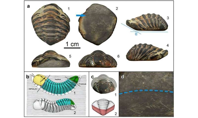 Ancient Romans likely used extinct sea creature fossils as amulets, suggests recent archeological evidence