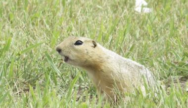 Cat assault on ground squirrel colony points to wildlife threat from strays