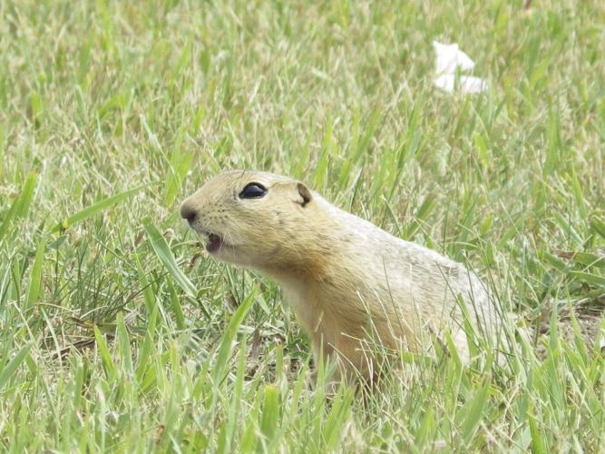 Cat assault on ground squirrel colony points to wildlife threat from strays