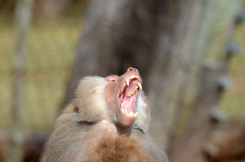 Baboons are one of the species in which male dominance is particularly clear, the researchers found