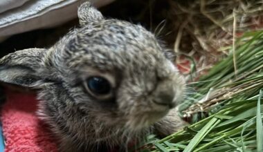 Baby Hare Survives After Farmer Performs Emergency C–Section with Pocket Knife