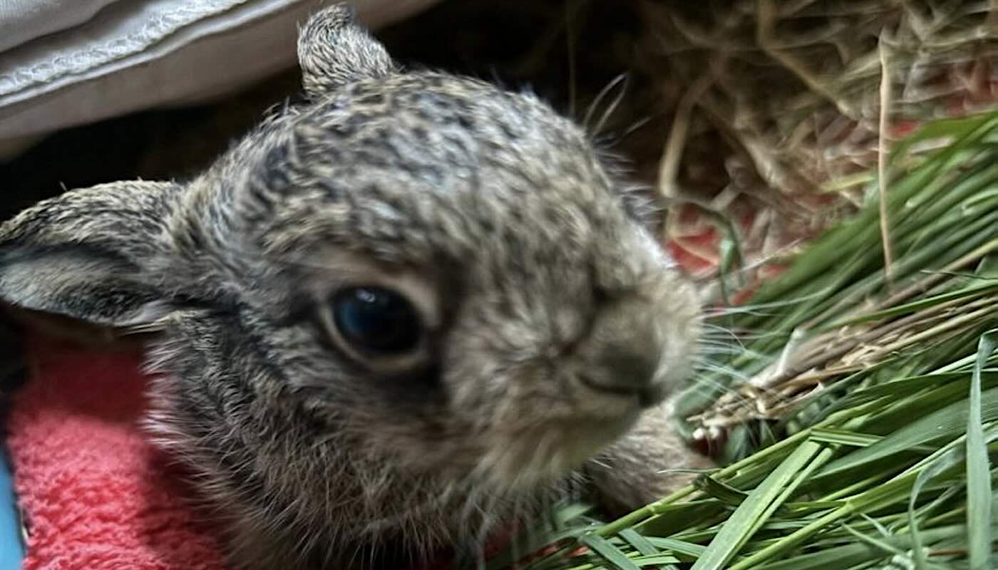 Baby Hare Survives After Farmer Performs Emergency C–Section with Pocket Knife
