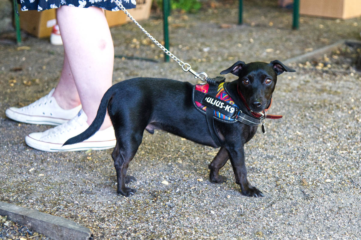 a small black dog in a fetching harness