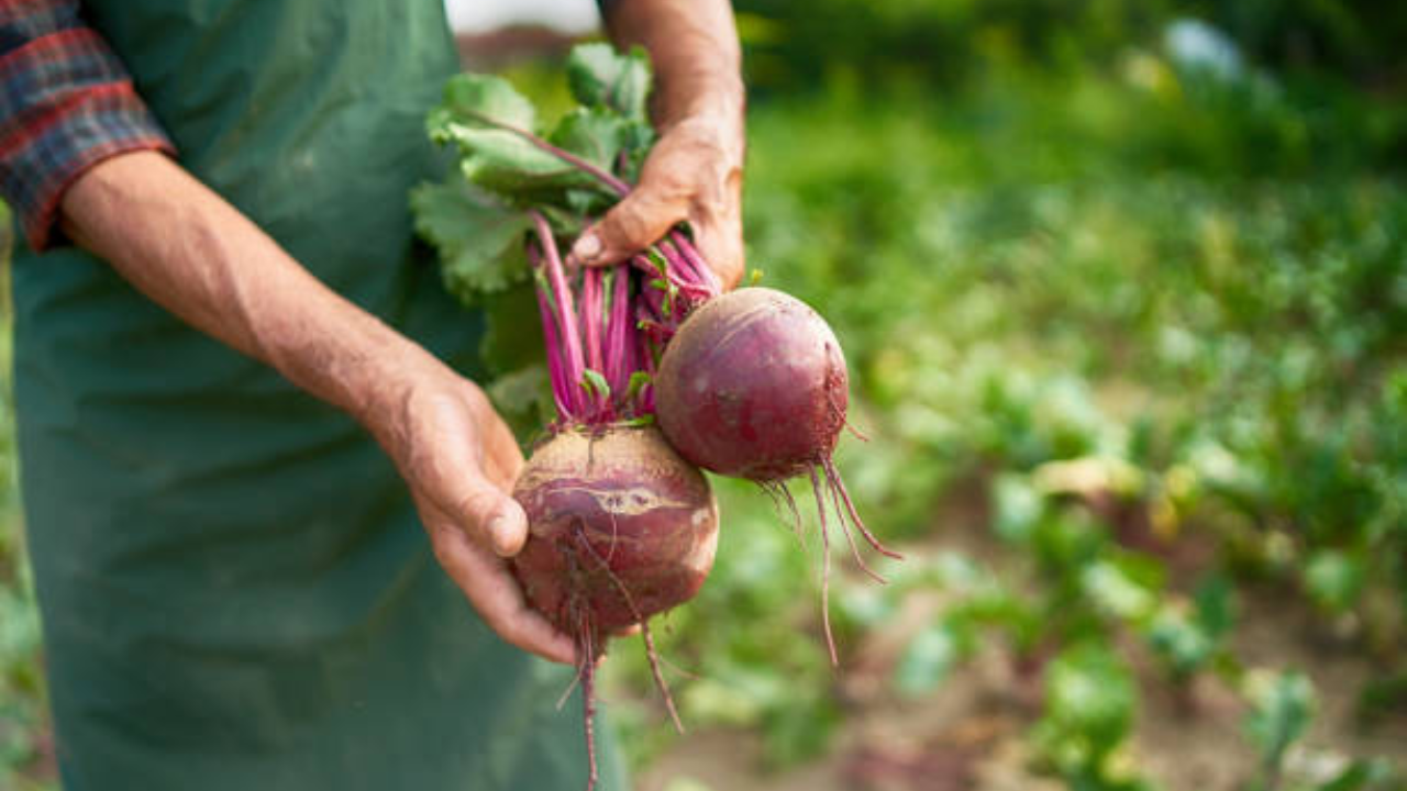 beet (7)