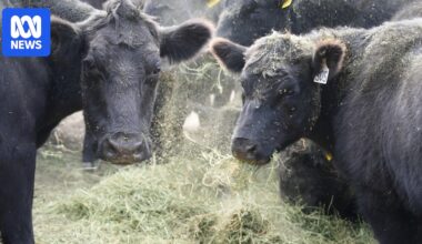 Australia lifts biosecurity import restrictions on US beef