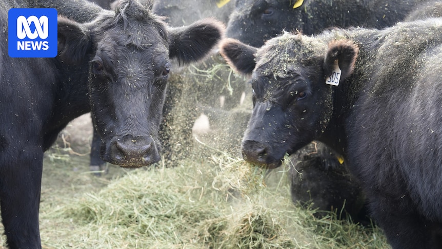 Australia lifts biosecurity import restrictions on US beef