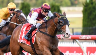 Streets Of Avalon's $350,000 half-brother Bradford to debut at Sale