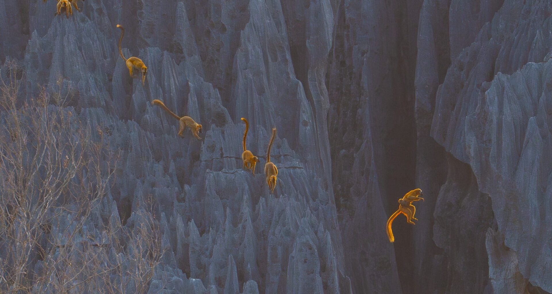 a group of lemurs leaping across a rocky gorge