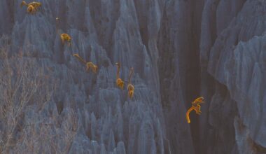 a group of lemurs leaping across a rocky gorge