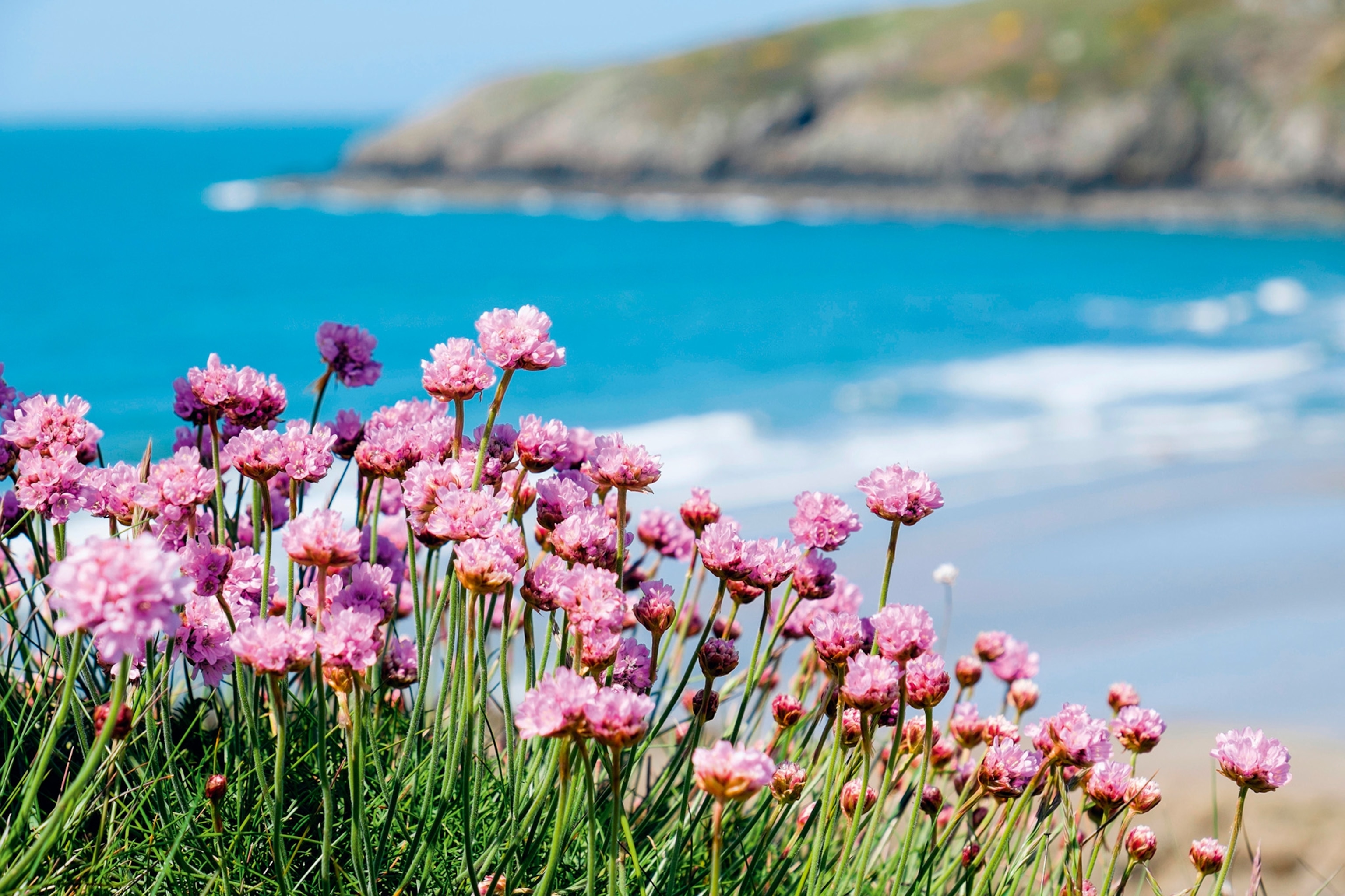 Pink flowers growing near the sands of the coastline